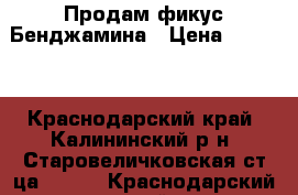 Продам фикус Бенджамина › Цена ­ 2 500 - Краснодарский край, Калининский р-н, Старовеличковская ст-ца  »    . Краснодарский край